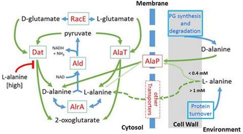 Metabolism History - News-Medical.net