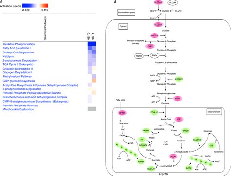 Metabolism of Energy after Heat stroke A, Canonical