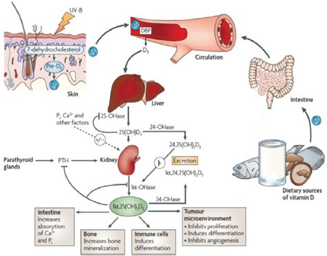 Metabolites Free Full-Text Parameters of Vitamin D …