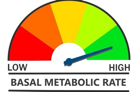 Metabolizma hızımı nasıl öğrenebilirim