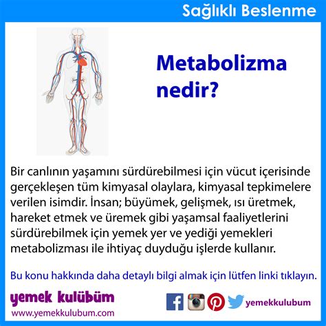 Metabolizma nedir