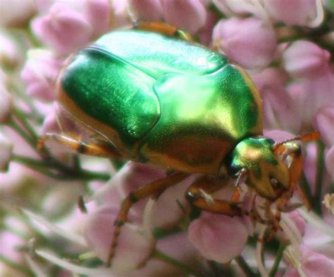 Metallic Green Scarab Beetle from Australia - What