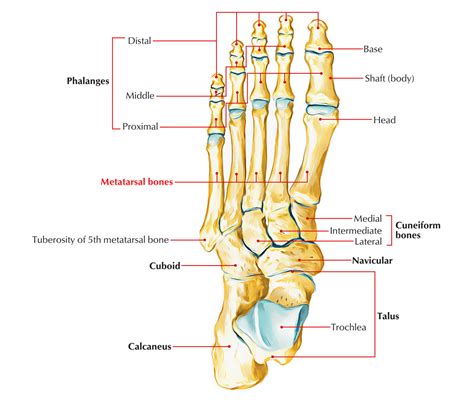 Metatarsal definition of metatarsal by Medical dictionary