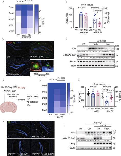 Metformin activates chaperone-mediated autophagy and