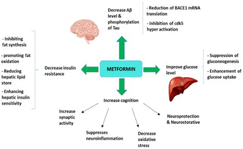 Metformin in Alzheimer’s disease: An overview of ... - ScienceDirect