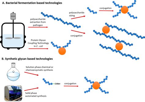 Method for the purification of a glycan and/or a glycoconjugate …