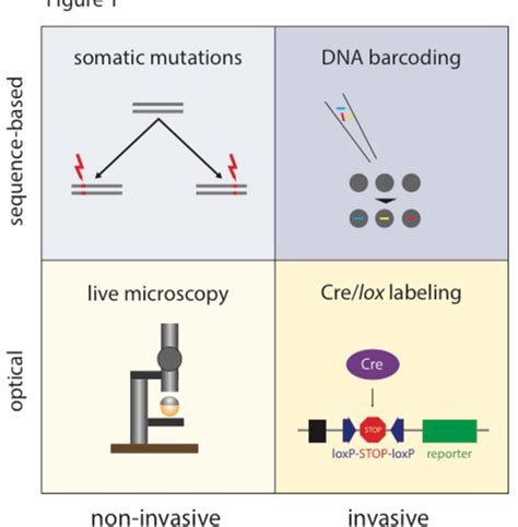 Methods for lineage tracing on the organism-wide level