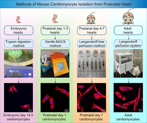 Methods of mouse cardiomyocyte isolation from postnatal heart