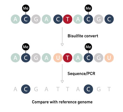 Methylation Sequencing Sequence bisulfite-converted DNA