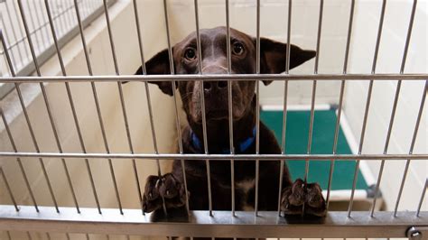 Metro animal shelter. ADOPTABLE DOGS | hswa 