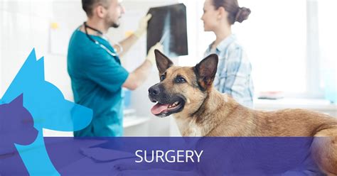 Metropolitan animal specialty hospital reviews. Specialties: We concentrate on specialty and emergency cases, allowing us to dedicate high-level care to the following disciplines: cardiology, dentistry, dermatology, emergency, internal medicine, neurology, oncology, ophthalmology, radiology (including CT, MRI and I-131), rehabilitation and surgery. 