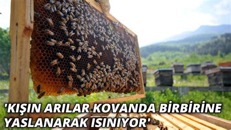 Mevsimlerin kaymasıyla arılar kış salkımı yapamamaya başladı