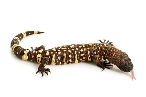 Mexican Beaded Lizard: The World’s Most Venomous …