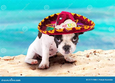 Mexican Bulldog Puppy