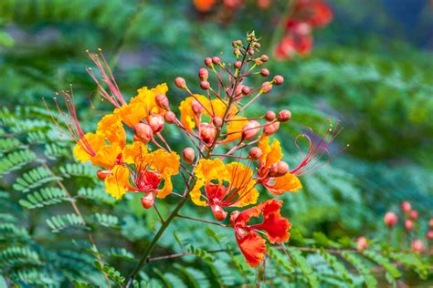Mexican bird of paradise plant. The yellow bird of paradise plant (Caesalpinia gilliesii) stands out because of its exotic yellowed flowers and red stamens that add color to a space. It thrives in warmer climates with measured watering and minimal care. What is the yellow bird of paradise? Photo by ffaber53 from iStock. The yellow bird of paradise plant is among the five most common … 