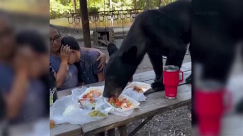 Mexican mother bravely shields son as bear leaps on picnic table, devours tacos, enchiladas