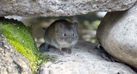 Mexican vole - Wikipedia