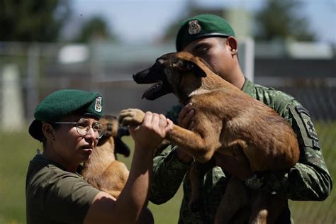 Mexico’s rescue and drug-sniffing dogs start out at the army’s puppy kindergarten