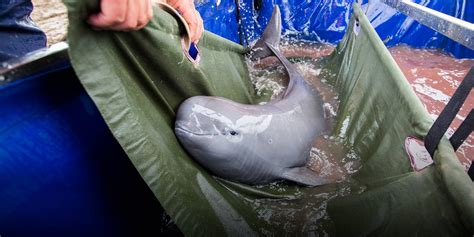 Mexico plans expedition to find endangered porpoises