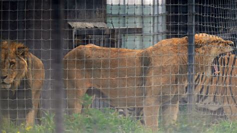 Mexico seizes 10 tigers, 5 lions in cartel-dominated area