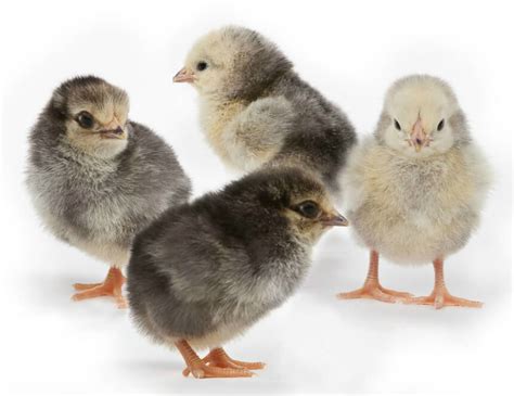 Please contact us ASAP at the hatchery via email, chat, or call 419-945-2651. We will be happy to assist you further in trying to locate your chicks and or setting up a replacement order if needed. Meyer Hatchery takes pride in packing all of our live poultry with care, so we expect their journey to their new homes to be safe and successful.. 