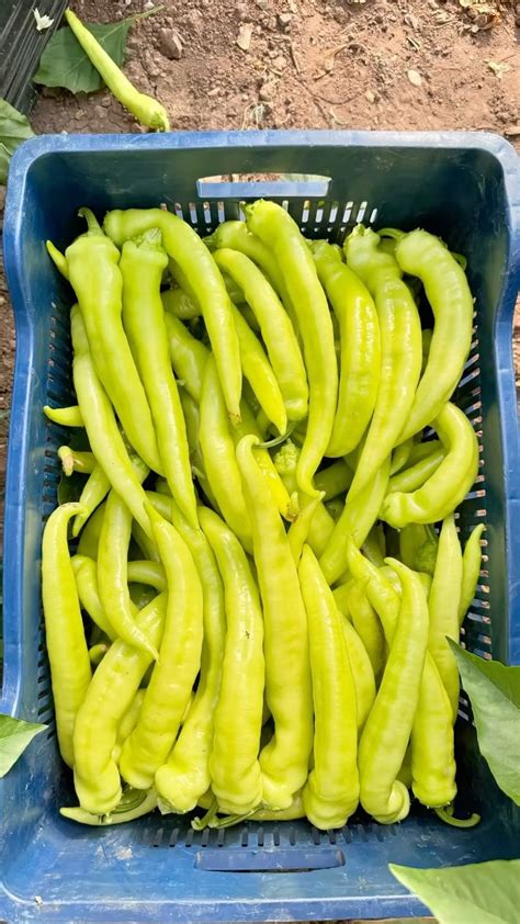 Meyvacilar Halı ve Koltuk Yıkama