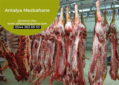 Mezbahane Halı ve Koltuk Yıkama