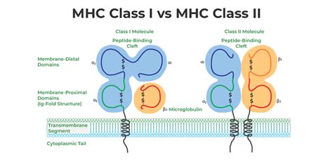 May 4, 2023 · The MHC-II genetic locus 