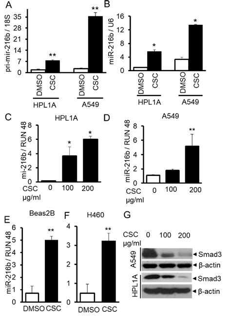 MiR-216b/Smad3/BCL-2 Axis Is Involved in Smoking-Mediated …