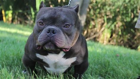 Mar 25, 2023 · World famous top 5 best exotic micro american bully bloodlines 1). Miagi bloodline2). Bape bloodline 3). Bullsace bloodline4). Bolow bloodline5). Rolow blood... . 