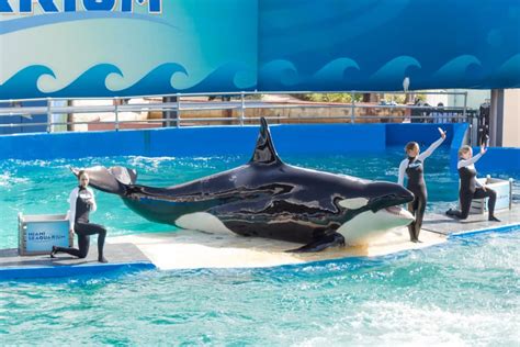 Miami Seaquarium, Friends of Lolita announce agreement to return orca to native waters