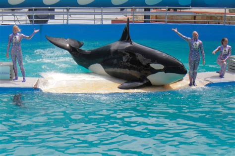 Miami Seaquarium announces death of beloved orca Lolita