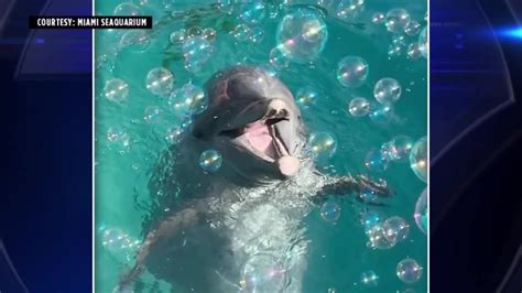 Miami Seaquarium mourns the loss of beloved dolphin, Sundance