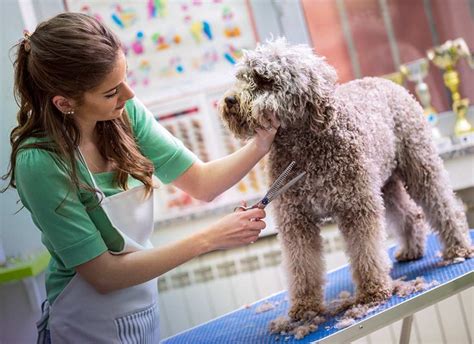 Miami pet grooming. Call us in advance to book your appointment. (305) 532-5654. Our in-house Miami dog grooming spa features the talents of renowned specialists. We groom both small and large breed dogs. 