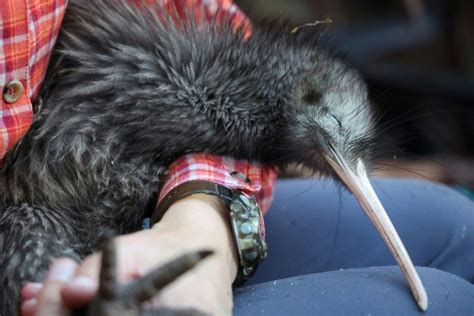 Miami zoo apologizes for treatment of threatened kiwi bird