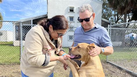 Miami-Dade Animal Services hosts adoption event amid shelter overpopulation