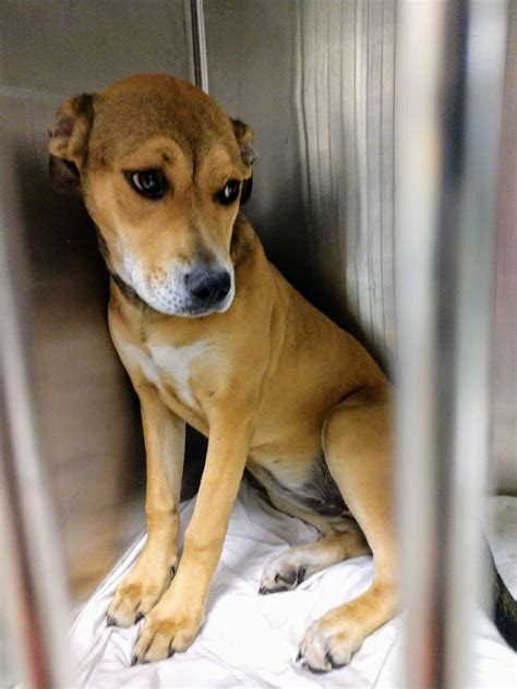 Miami-Dade Animal Services shelter over capacity, stops accepting pet surrenders or strays until further notice