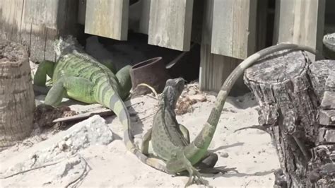 Miami-Dade County unveils plans to tackle invasive iguana problem in parks