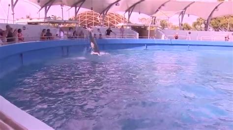 Miami-Dade Parks officials demand repairs at Miami Seaquarium for attraction to keep lease