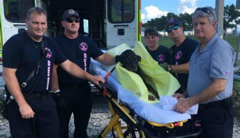 Miami-Dade firefighters rescue dog trapped in canal