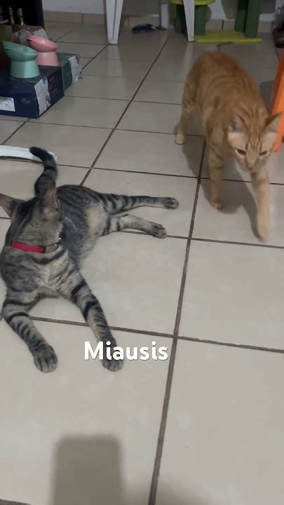 Miausis Cat Onlyfans Leaked [SEX VIDEO] 🔥 69 Pics