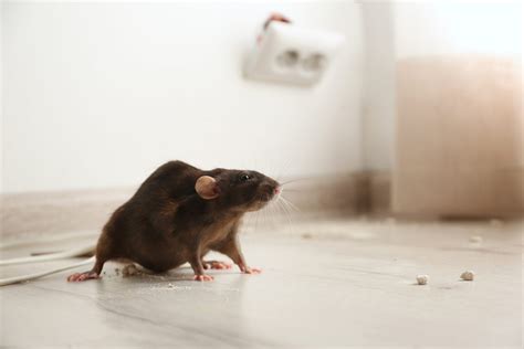 Mice extermination. Mouse Pest Control and Mouse Extermination in Chicago and Illinois is Our Speciality. Mouse traps and mouse poison (rodenticide) won’t solve a mouse problem. Only sealing mice out by finding and sealing up the places they’re getting in will permanently keep mice out. Mice enter through tiny dime-sized holes. We find them and seal them up 