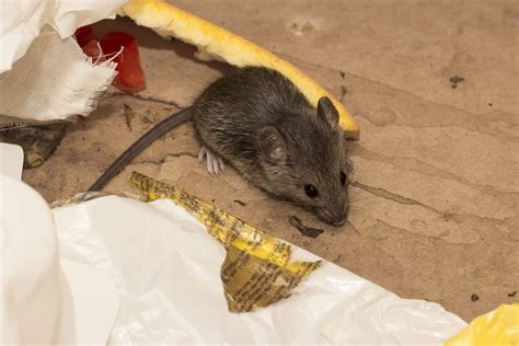 Mice in attic. Set Up Traps. Place snap traps or humane live-catch traps in your attic to catch the mice. Bait the traps with peanut butter, chocolate, or other high-protein foods that mice find irresistible. Check the traps daily and dispose of any captured mice according to local regulations. 