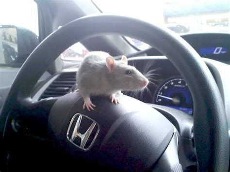 Mice in car. 2. Place the roll on the edge of a surface such as your center console or dashboard, with the end with peanut butter hanging over the edge. 3. Place a bucket underneath the roll. 4. Wait for the mouse to climb onto the roll to eat the peanut butter, causing the roll to spin and the mouse to fall into the bucket. 