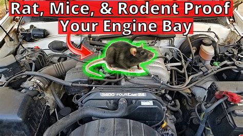 Mice getting into engine bay . Mice continually eating knock senso