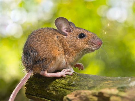 Mice in field. How to tell it's a field mouse. An adult field mouse can be up to 10.5 cm in length, and its tail between 6 and 9 cm. Its coat is beige, red-brown or dark brown, with a white belly. Its eyes and ears are smaller than … 