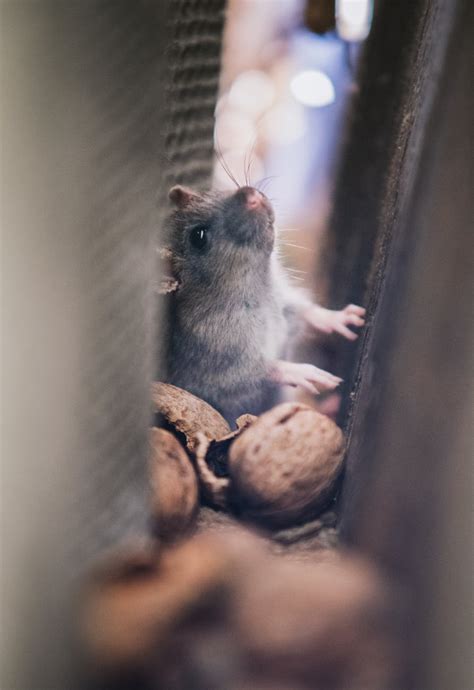 Mice in the walls. Mice, those furry unwanted intruders, can climb vertical surfaces such as walls and stairs, especially if those surfaces are rough enough to offer purchase. When you hear mice scurrying in your attic, basement, or walls, they are using their claws and feet to scale surfaces with agility. They can climb carpet even easier, though … 
