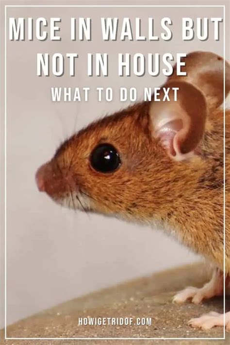 Mice in walls but not in house. House mice are also notorious for making scratching and scuffling noises as they move behind walls or in attics. These sounds are caused by the pests' nails digging into surfaces for grip. You will also hear mice squeak. Mice use vocals to express emotions and relay the location of food and shelter. 