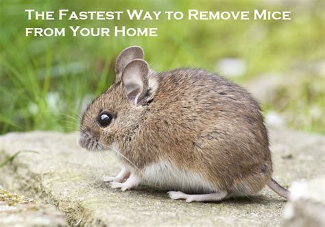 Mice removal. Things To Know About Mice removal. 