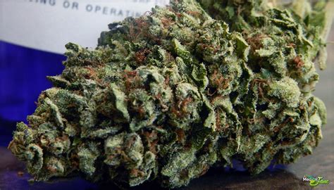 Michael Phelps OG Marijuana Strain (Review) - Medical Jane